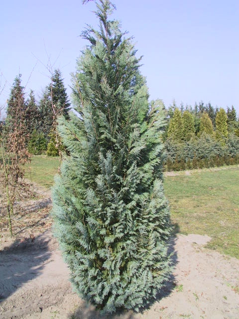 Chamaecyparis lawsoniana Columnaris 01.JPG